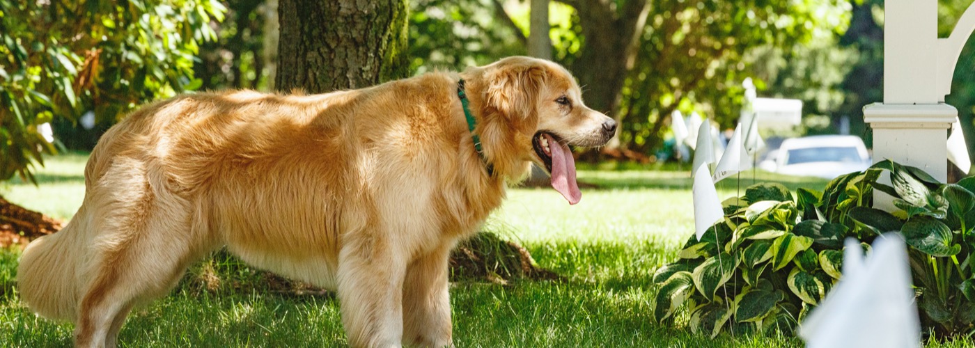 DogWatch of North Alabama, Huntsville, Alabama | Outdoor Hidden Dog Fences Slider Image