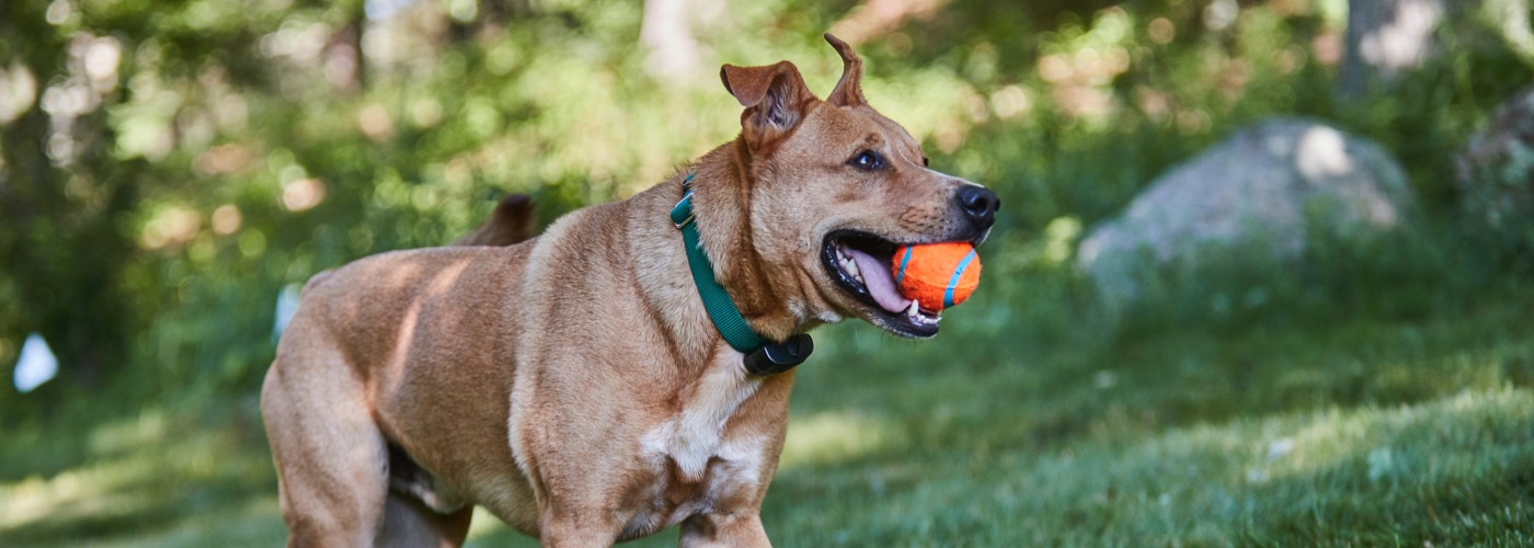 DogWatch of North Alabama, Huntsville, Alabama | ProFenceX Slider Image